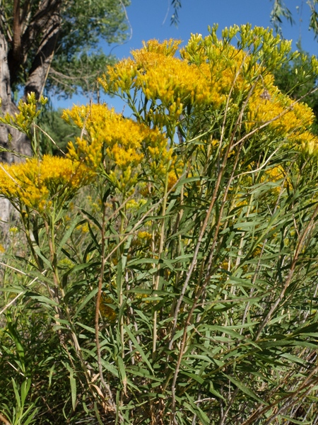 Lorandersonia linifolia